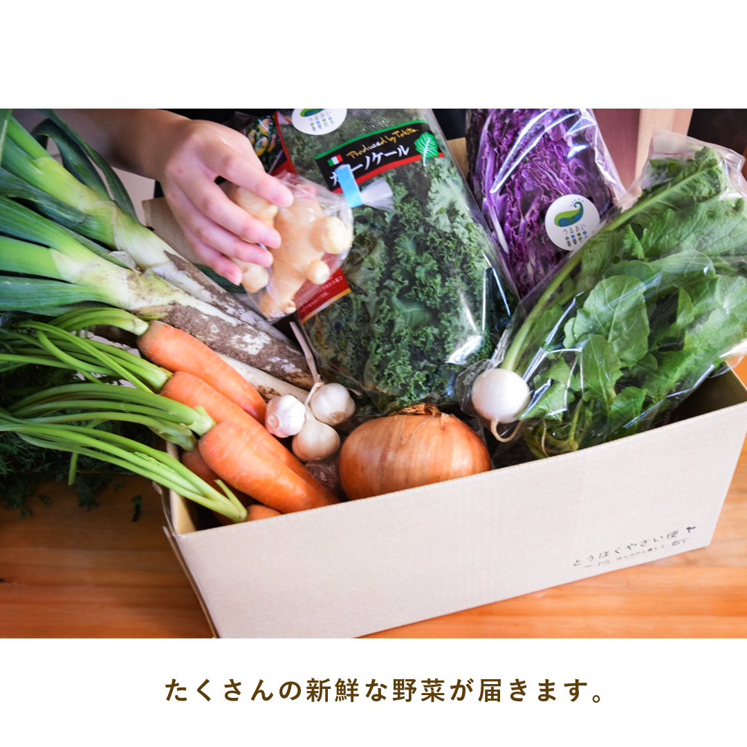 とうほくやさい便 1回だけのお試しセット - 4月発送