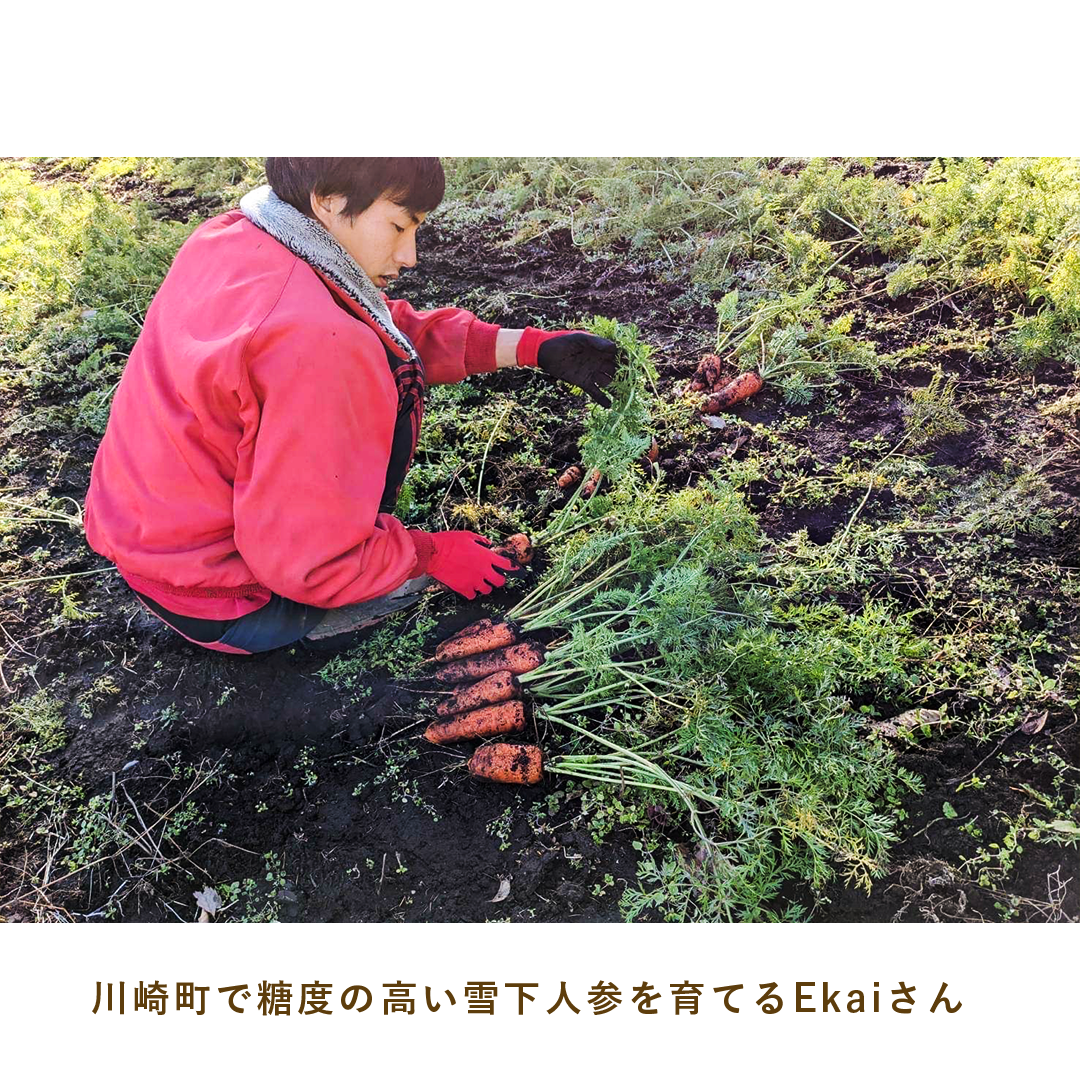 とうほくやさい便 1回だけのお試しセット - 4月発送