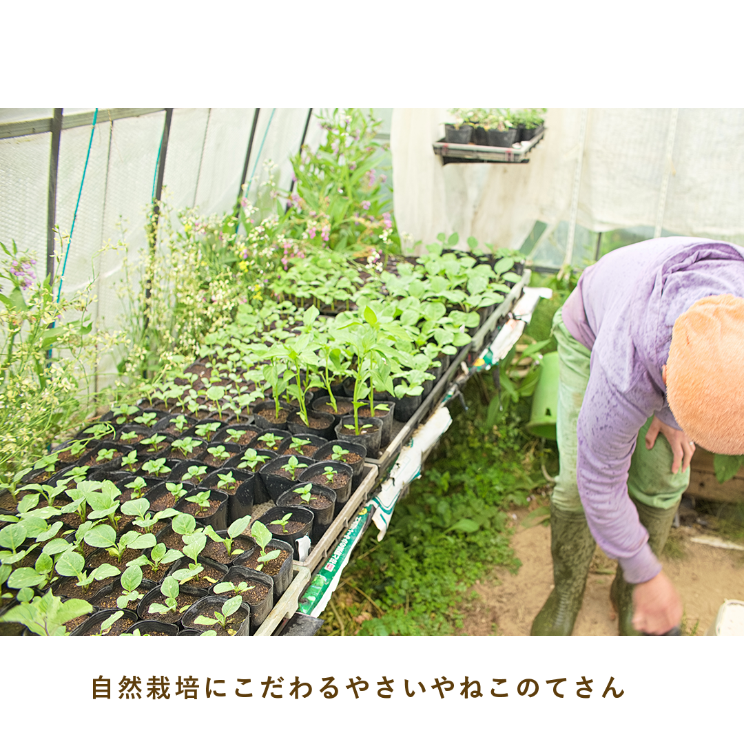 とうほくやさい便 1回だけのお試しセット - 4月発送