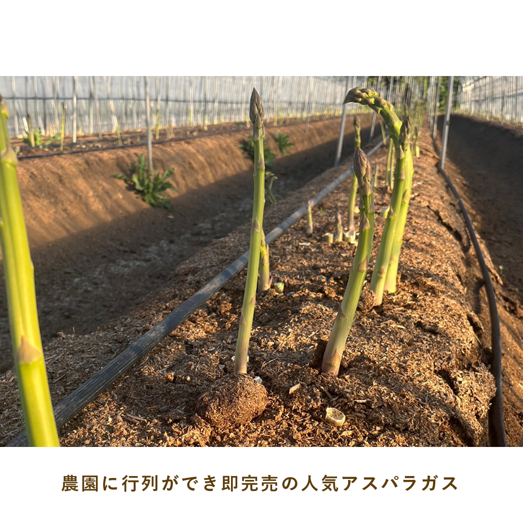 とうほくやさい便 1回だけのお試しセット - 4月発送