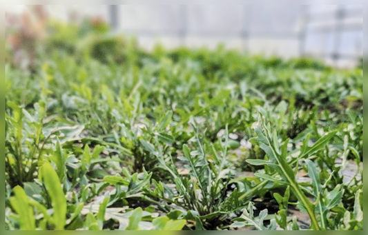 よむ月替わり通信 2026.2「ルッコラ」