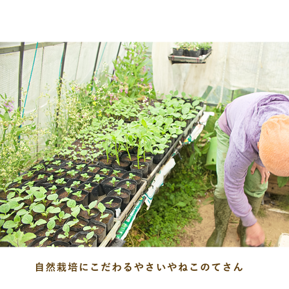 とうほくやさい便  1回だけのお試しセット - 8月発送便