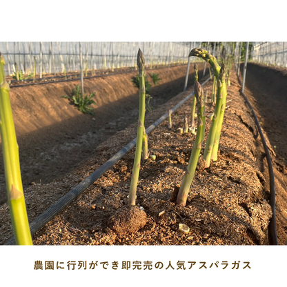 とうほくやさい便  1回だけのお試しセット - 8月発送便